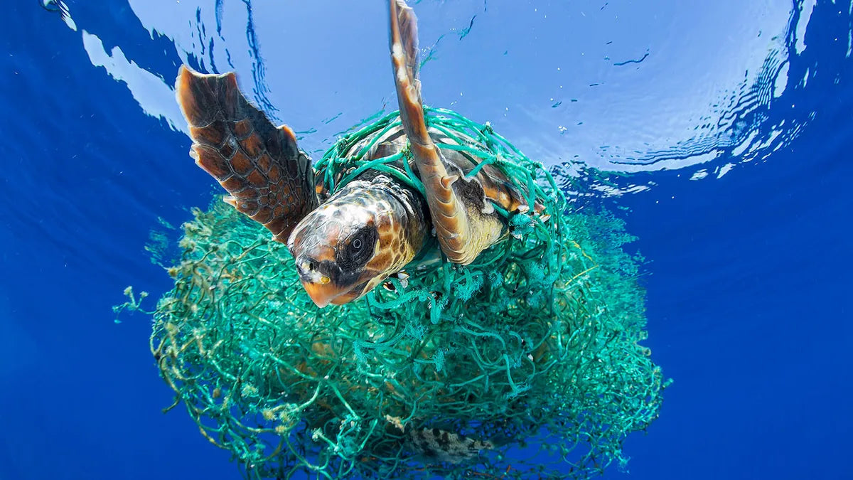 Plastic Pollution Unveiled: A Startling Fact and Urgent Call to Action"